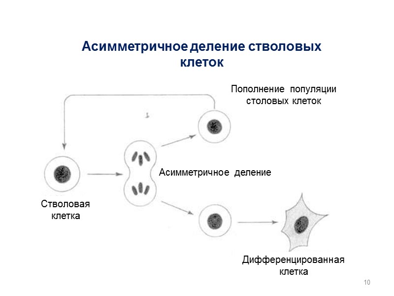 Стволовая клетка Дифференцированная клетка Пополнение популяции столовых клеток Асимметричное деление стволовых клеток  10